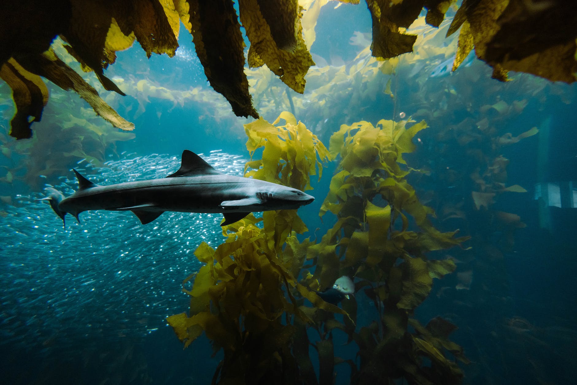 pexels-photo-12829675 underwater photography of seaweeds and swimming tiger shark