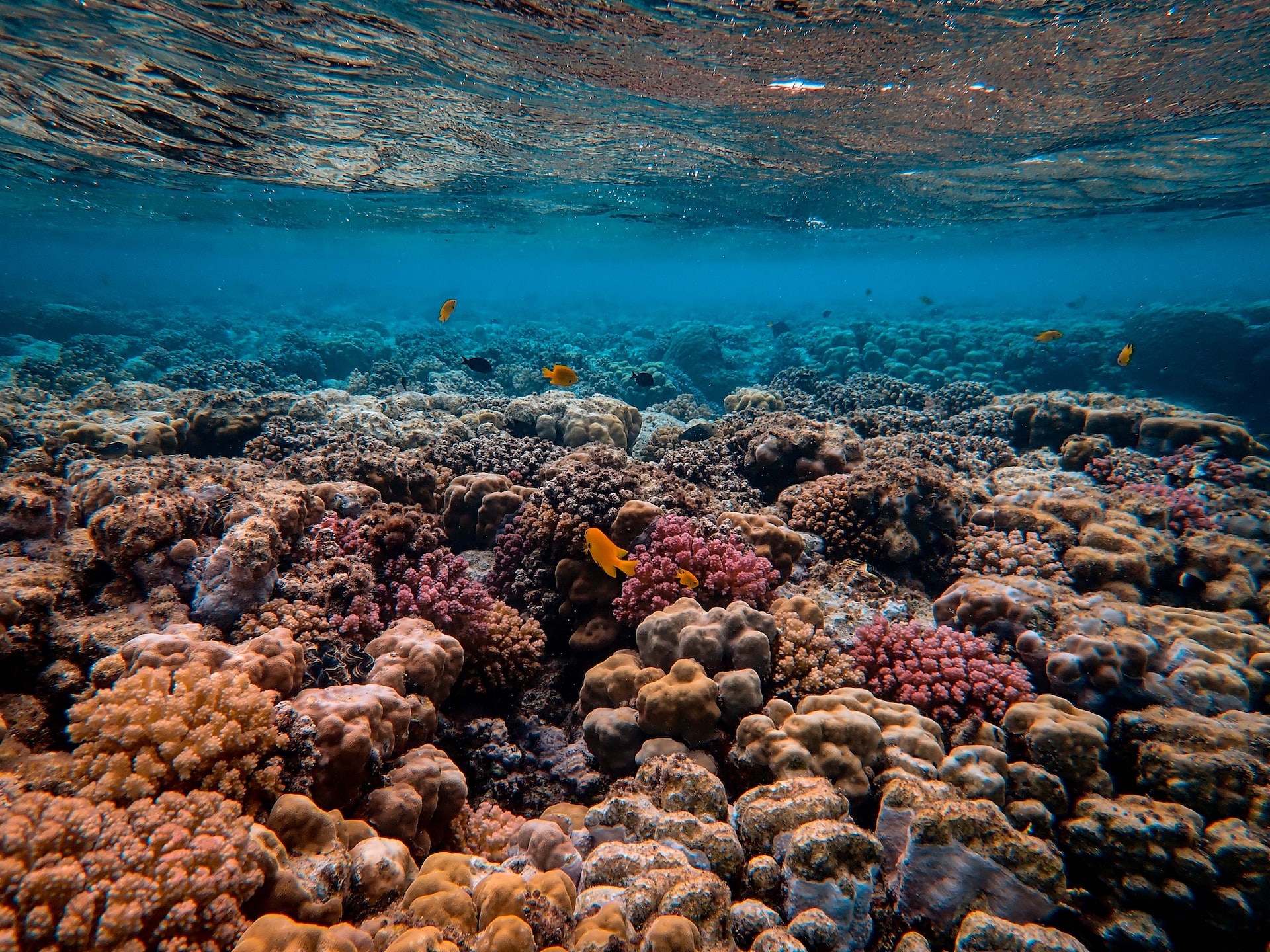 coral-reef
