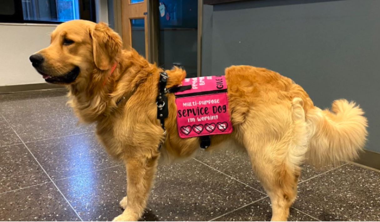 Service Dogs on a Cruise Ship: The Importance of Accessibility and Inclusion
