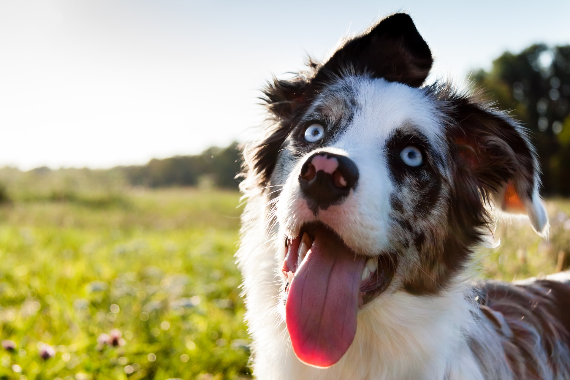 Essential Tips for Pet Safety and Travel During Summer