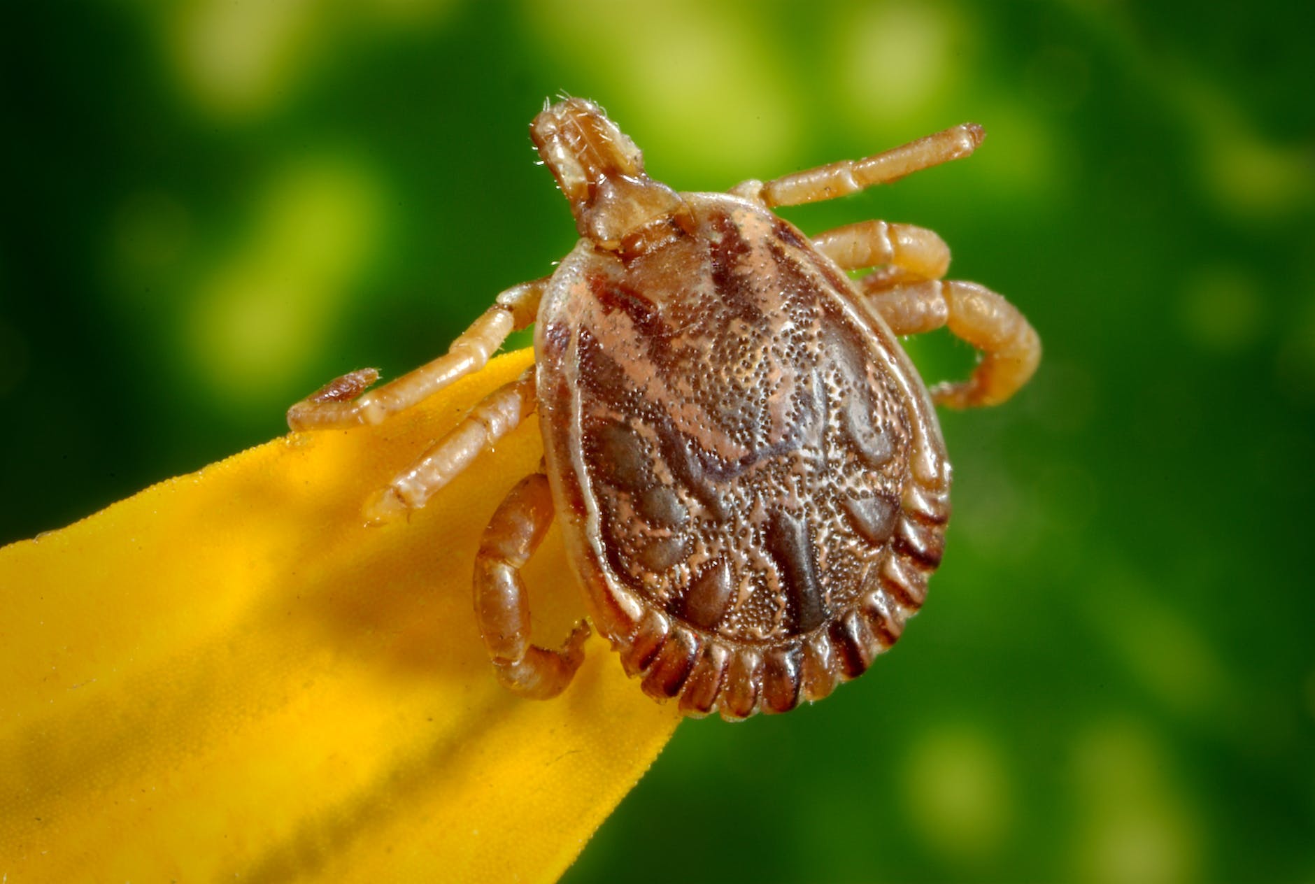 First Travel-Related Death from Rare Tick-Borne Powassan Virus in Maryland